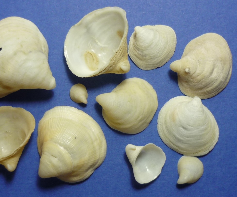 Capulus ungaricus